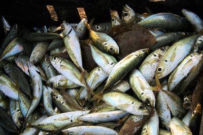 Heap of fish in container at market