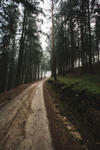 Road amidst trees in forest