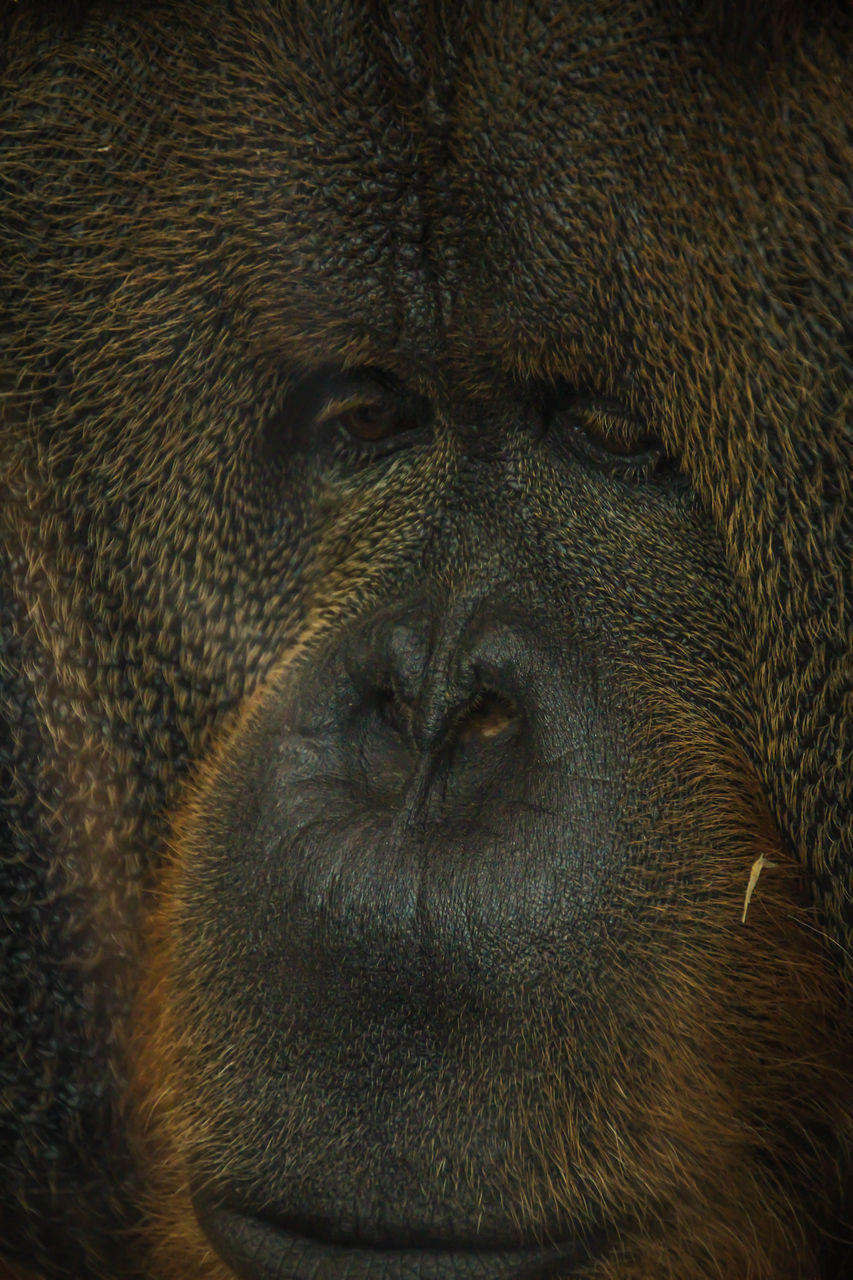 CLOSE UP OF MONKEY