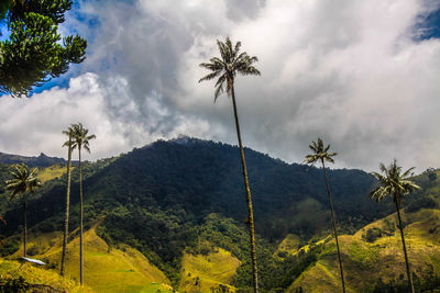 Scenic view of palm trees on field against sky