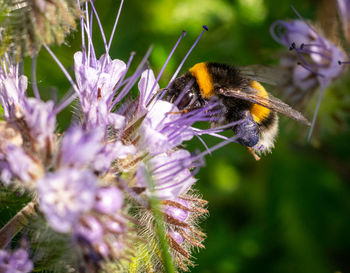 Close-up of bee pollinating on purple flower