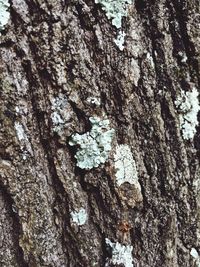 Full frame shot of tree trunk