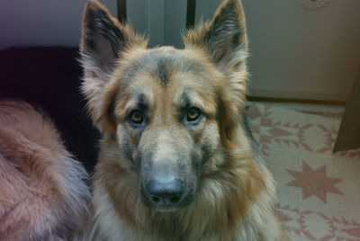 Close-up of a dog