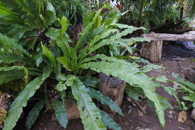 High angle view of plant growing on field