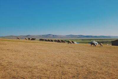 Flock of sheep on field against clear sky