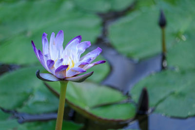 Close-up of purple water lily in pond