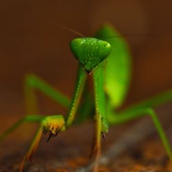 Close-up of insect on leaf