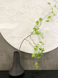 Close-up of potted plant against wall