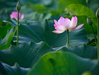 Close-up of lotus in lake