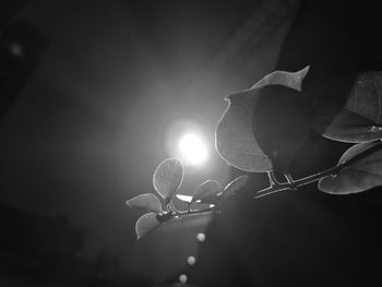 Close-up of illuminated flower at night