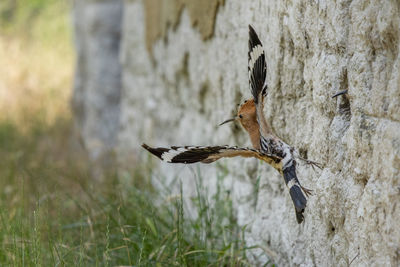 Bird flying over a field