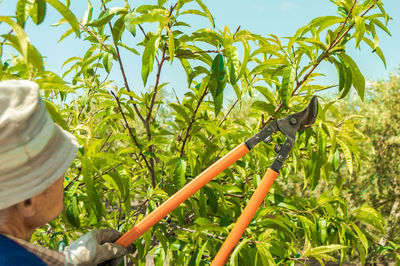 View of corn on field against trees