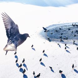 Birds flying over snow covered land