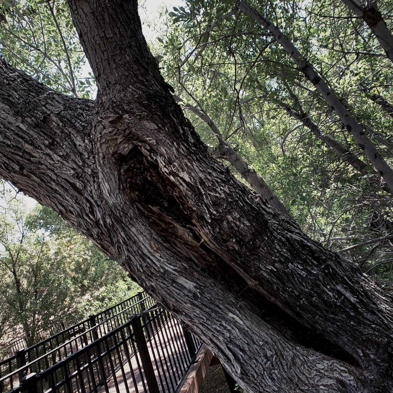 LOW ANGLE VIEW OF TREE TRUNKS