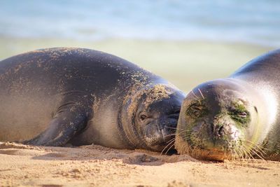 Close-up of sea lion on sand at beach