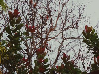 Low angle view of red flowers blooming on tree