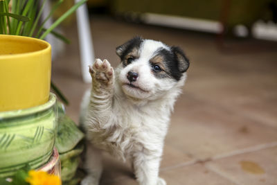 Close-up of cute puppy looking away on tiled floor