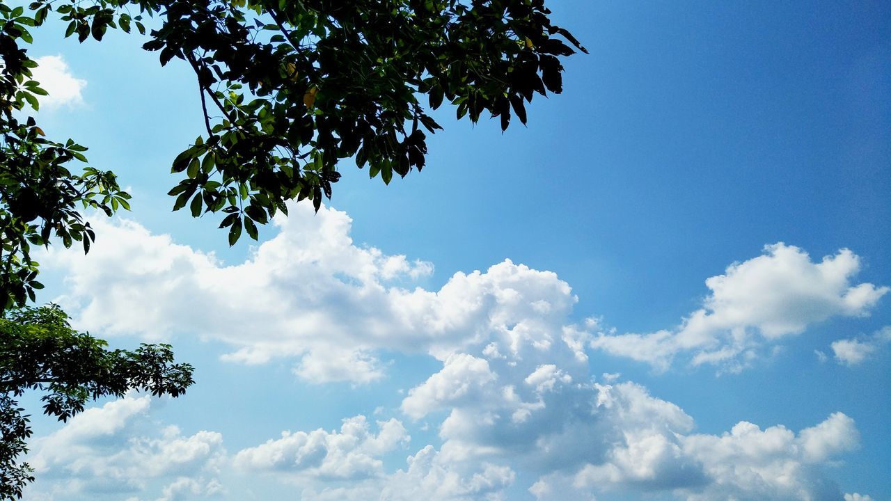 Cloud sky and tree