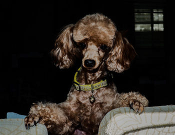 Portrait of dog at home