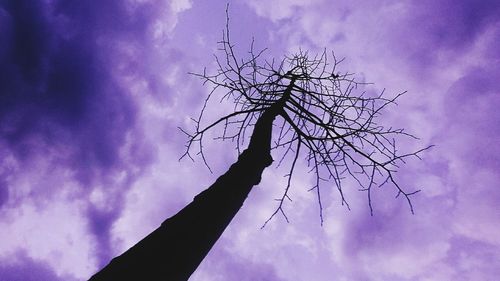 Low angle view of silhouette bare tree against sky