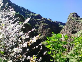 Low angle view of flower trees against clear sky