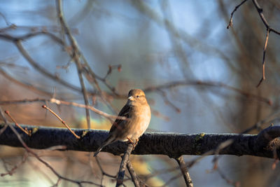 Low angle view of bird perching on branch