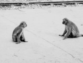 Monkey sitting on field