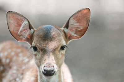 Close-up portrait of an animal