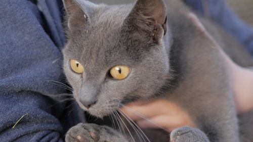 Close-up portrait of cat by palm tree