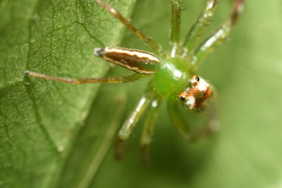 Close-up of insect on spider web