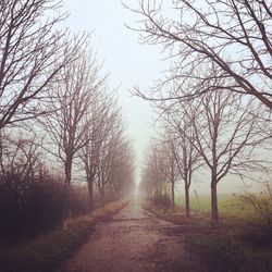 Road passing through bare trees