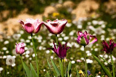 Close-up of pink flowering plants