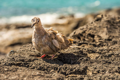 Mourning dove perching on rock at shore