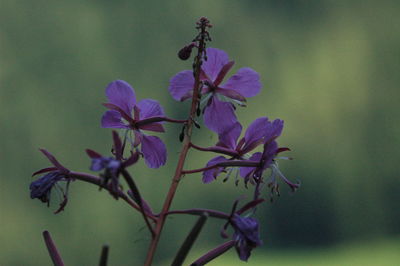 Close-up of purple flowers