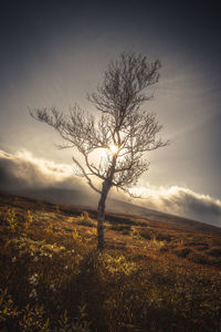 Bare tree on field against sky during sunset