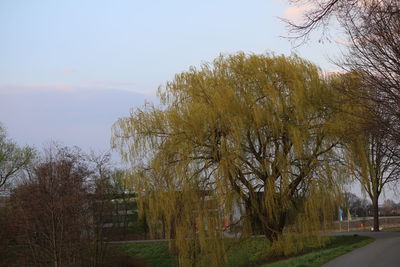 Trees in park against sky