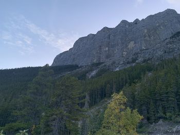 Scenic view of pine trees and mountains against sky