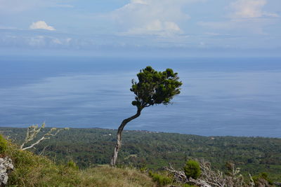 Tree by sea against sky