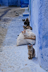 Cats resting on footpath