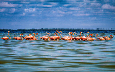 View of birds in sea against sky