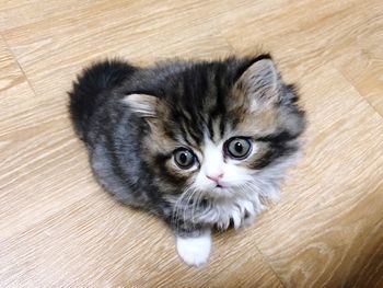 Close-up portrait of kitten on hardwood floor