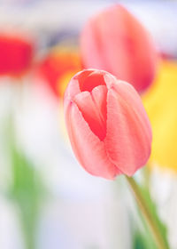 Close-up of pink tulip