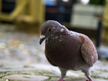 Close-up of bird perching