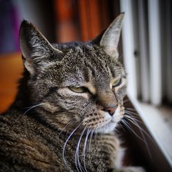 Close-up of cat relaxing at home