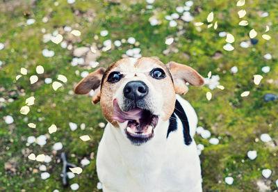 Close-up portrait of dog