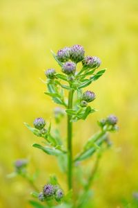 Close-up of purple flowering plant