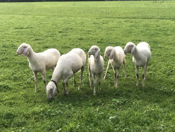 Sheep grazing in field