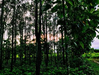 Trees in forest