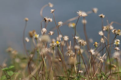 Close-up of flowering plants on field