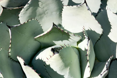 Full frame shot of succulent plant